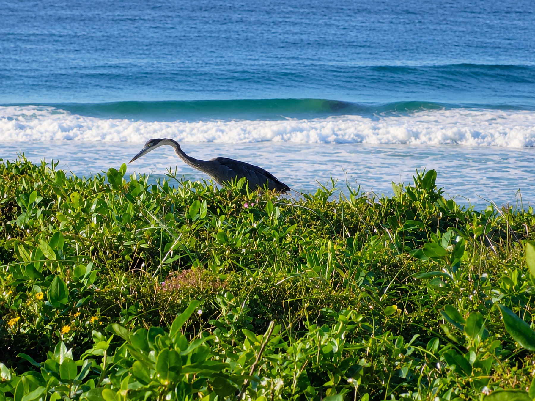 Heron on dune vegetation by Anstey's Beach